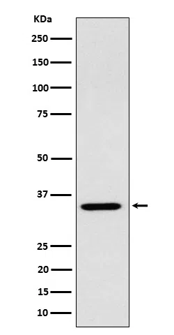 ARPC2 Rabbit Monoclonal Antibody - Size: 100µl