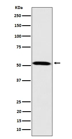 Fukutin Rabbit Monoclonal Antibody