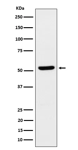 ZNF259 Rabbit Monoclonal Antibody - Size: 100µl