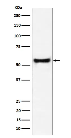 PDCD7 Rabbit Monoclonal Antibody - Size: 100µl