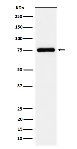 TUG Rabbit Monoclonal Antibody - Size: 50µl