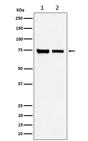 CPSF73 Rabbit Monoclonal Antibody - Size: 50µl