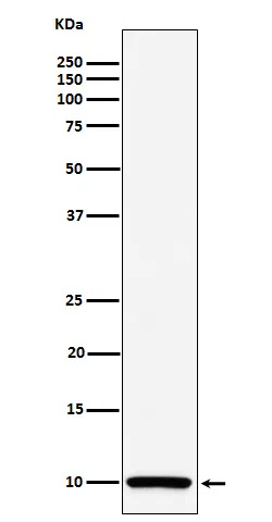 COX6B1 Rabbit Monoclonal Antibody - Size: 50µl