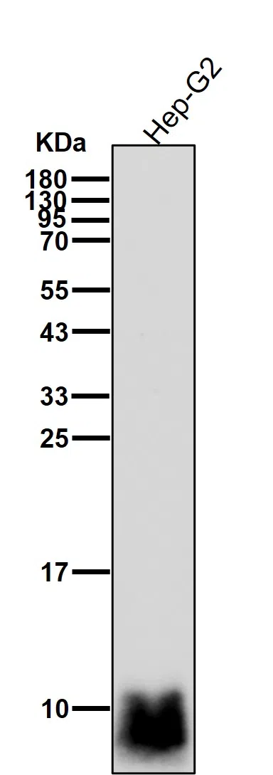 WesternBlot(WB) - COX6B1 Rabbit Monoclonal Antibody AMRe84692