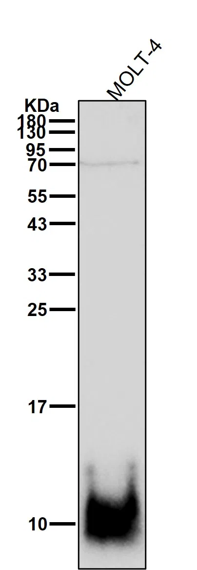 WesternBlot(WB) - COX6B1 Rabbit Monoclonal Antibody AMRe84692