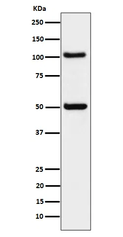 ORP1 Rabbit Monoclonal Antibody - Size: 50µl