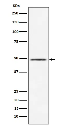 HEAB Rabbit Monoclonal Antibody - Size: 50µl