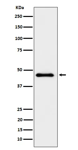 ELP4 Rabbit Monoclonal Antibody - Size: 50µl