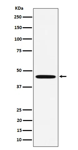 MC5R eceptor Rabbit Monoclonal Antibody - Size: 100µl