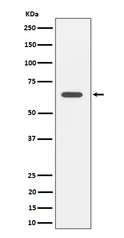SOCS7 Rabbit Monoclonal Antibody - Size: 100µl