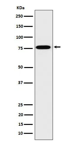 DPP3 Rabbit Monoclonal Antibody - Size: 100µl