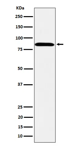 PPM1E Rabbit Monoclonal Antibody - Size: 100µl