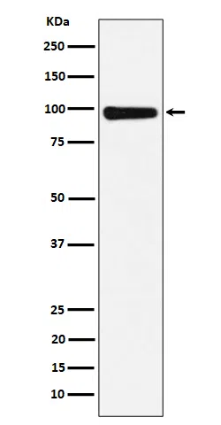 CHM Rabbit Monoclonal Antibody - Size: 50µl