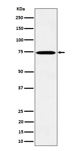 TAF15 Rabbit Monoclonal Antibody - Size: 100µl