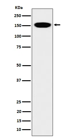 CNAP1 Rabbit Monoclonal Antibody - Size: 100µl