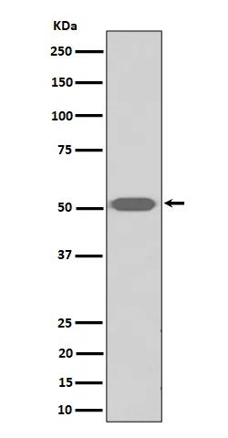 Thromboxane A2 receptor Rabbit Monoclonal Antibody - Size: 100µl