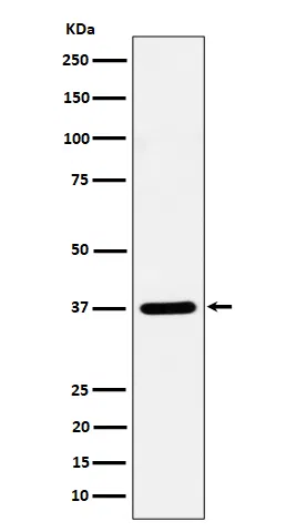 Syntaxin16 Rabbit Monoclonal Antibody - Size: 100µl