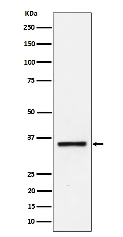 Kallikrein 8 Rabbit Monoclonal Antibody - Size: 100µl
