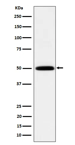 HARS Rabbit Monoclonal Antibody - Size: 100µl