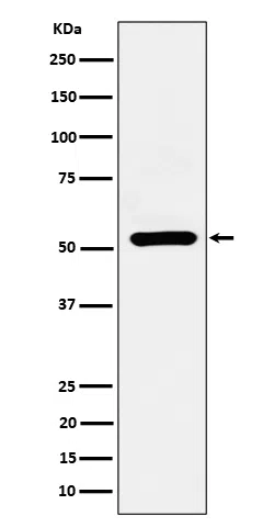 ADRA1A Rabbit Monoclonal Antibody - Size: 50µl