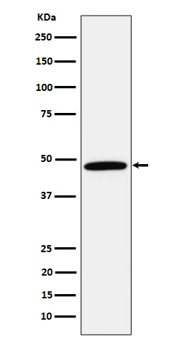 Calumenin Rabbit Monoclonal Antibody - Size: 50µl