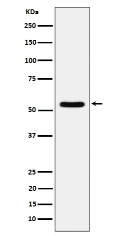 TOE1 Rabbit Monoclonal Antibody - Size: 100µl