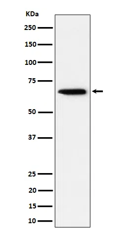 Sterol carrier protein 2 Rabbit Monoclonal Antibody - Size: 50µl