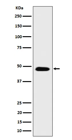 COPS4 Rabbit Monoclonal Antibody - Size: 50µl