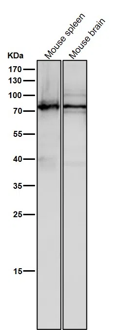 SCIN Rabbit Monoclonal Antibody - Size: 50µl