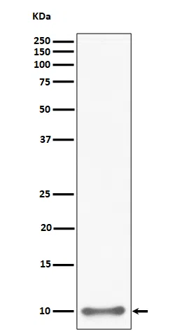 UFM1 Rabbit Monoclonal Antibody - Size: 100µl