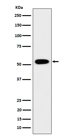 GRSF1 Rabbit Monoclonal Antibody - Size: 50µl