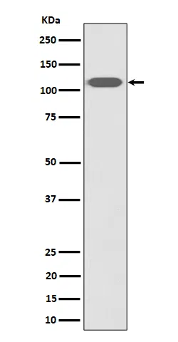 ZHX2 Rabbit Monoclonal Antibody - Size: 100µl