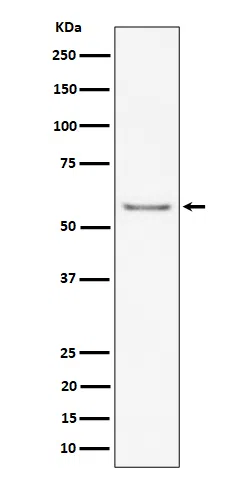 ICAM2/CD102 Rabbit Monoclonal Antibody - Size: 50µl