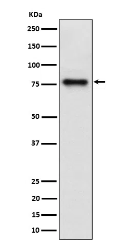 Cip4 Rabbit Monoclonal Antibody - Size: 100µl