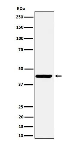 Nodal Rabbit Monoclonal Antibody - Size: 100µl