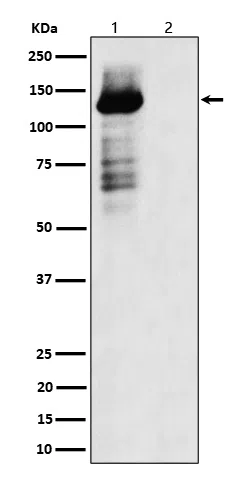 Phospho-TAOK1/2/3(S181+S181+S177) Rabbit Monoclonal Antibody - Size: 50µ