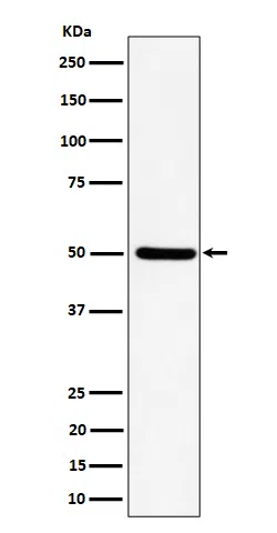 UBA3 Rabbit Monoclonal Antibody