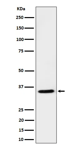 USF1 Rabbit Monoclonal Antibody - Size: 50µl