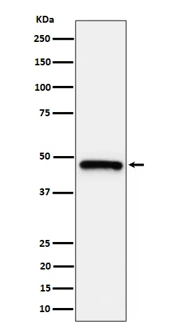 ING1 Rabbit Monoclonal Antibody - Size: 50µl