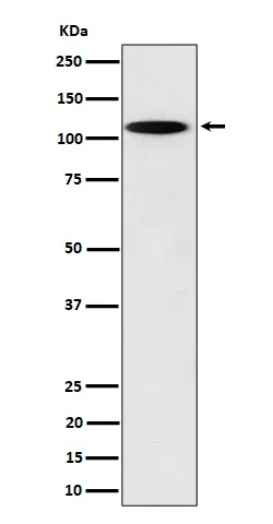 N4BP1 Rabbit Monoclonal Antibody - Size: 100µl