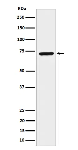 CTPsynthase/CTPS Rabbit Monoclonal Antibody - Size: 50µl