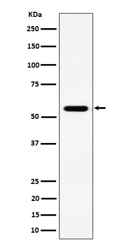 RNF14 Rabbit Monoclonal Antibody - Size: 100µl