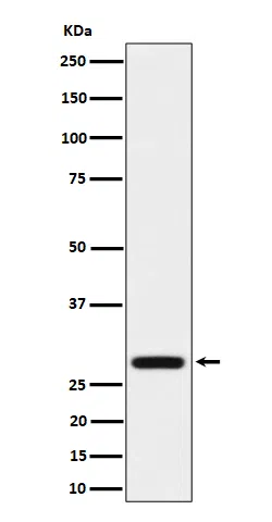 PEF1 Rabbit Monoclonal Antibody