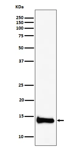PIN4 Rabbit Monoclonal Antibody - Size: 50µl
