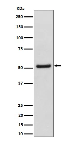 NUP50 Rabbit Monoclonal Antibody