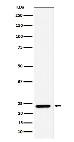 DNAJC12 Rabbit Monoclonal Antibody - Size: 50µl