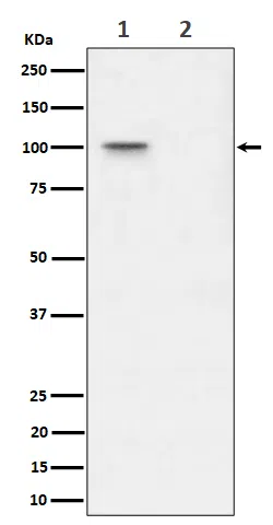 Phospho-Nucleolin(T76) Rabbit Monoclonal Antibody - Size: 100µl