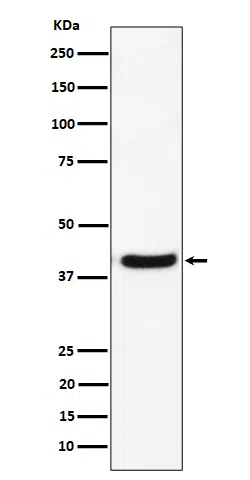 GNAI2 Rabbit Monoclonal Antibody - Size: 50µl