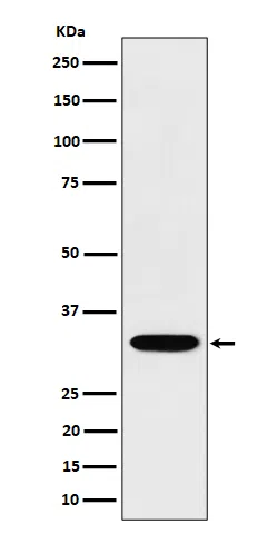 TSFM Rabbit Monoclonal Antibody - Size: 100µl