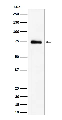 RAVER2 Rabbit Monoclonal Antibody - Size: 50µl